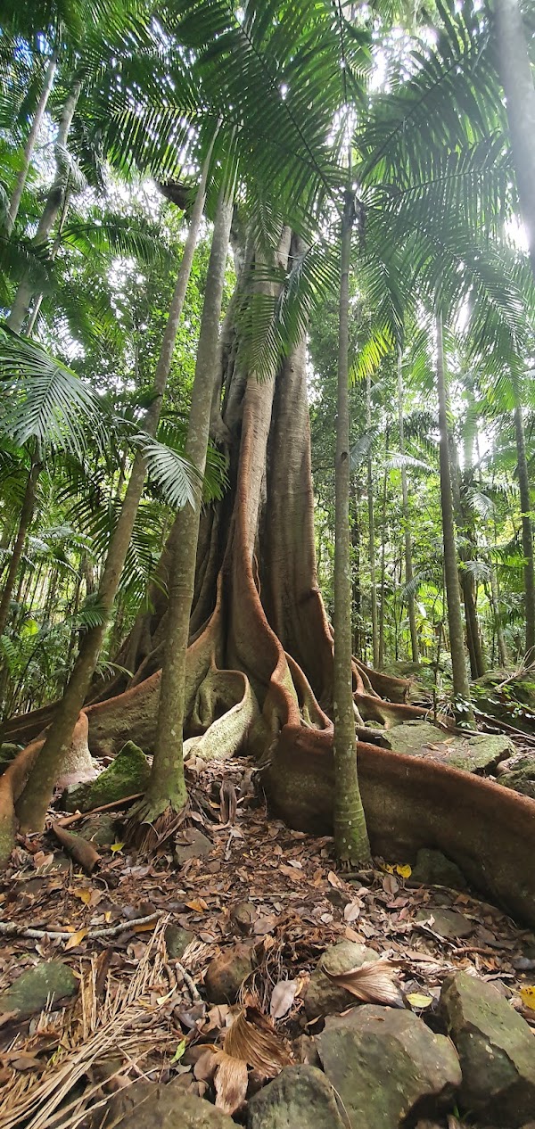 Tamborine Mountain 3