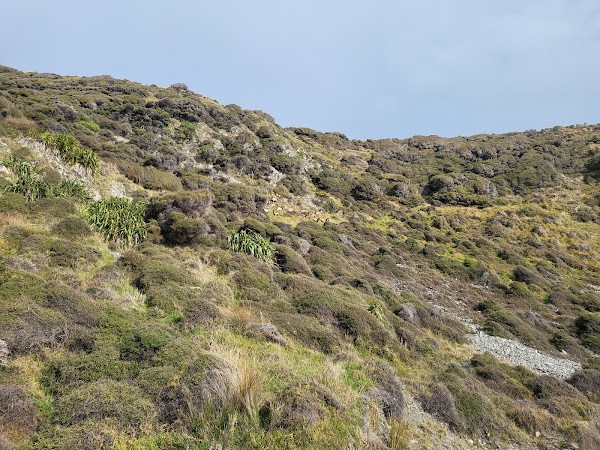 Pukerua Bay Scientific Reserve 2