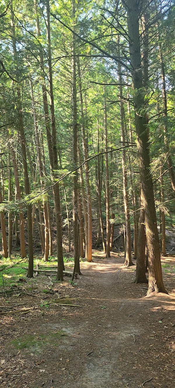 Environmental Park Boardwalk 3