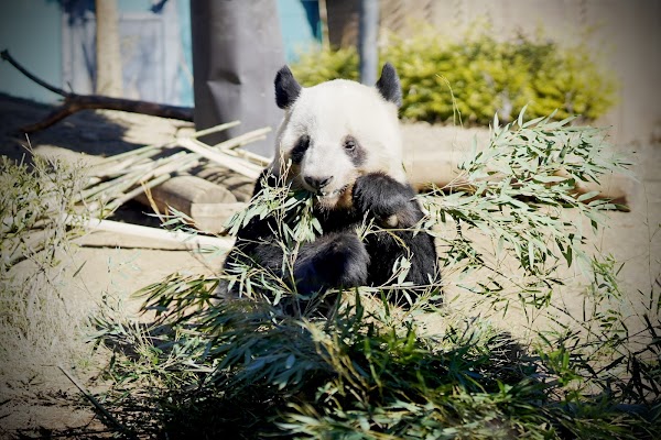 Ueno Zoological Gardens 1