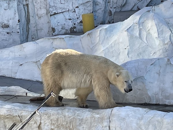 Ueno Zoological Gardens 4