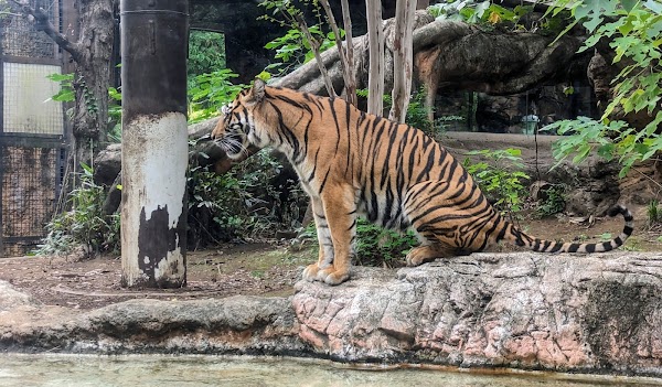 Ueno Zoological Gardens 3
