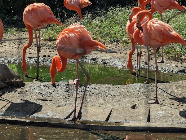 Ueno Zoological Gardens 2
