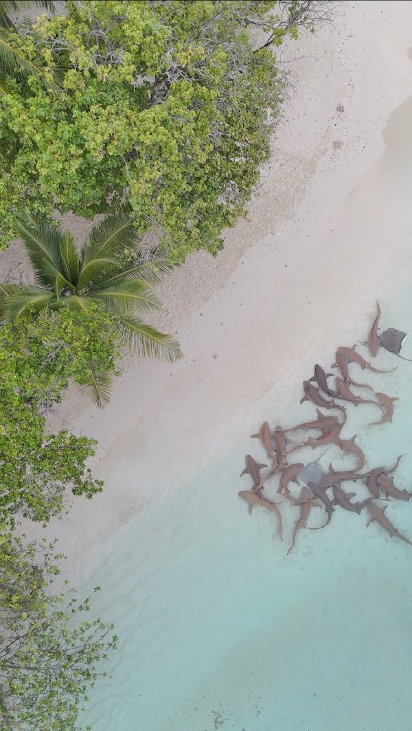 Shark Beach 5