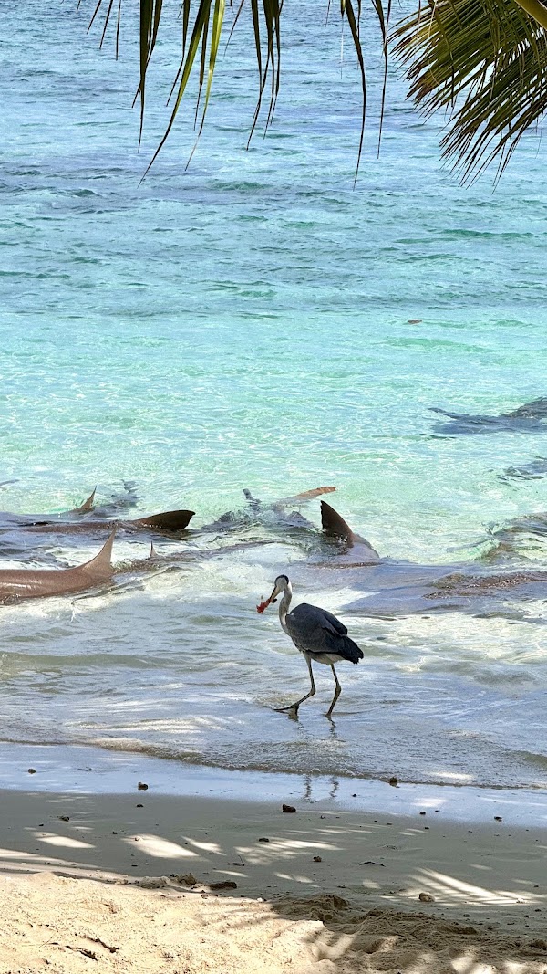 Shark Beach 4