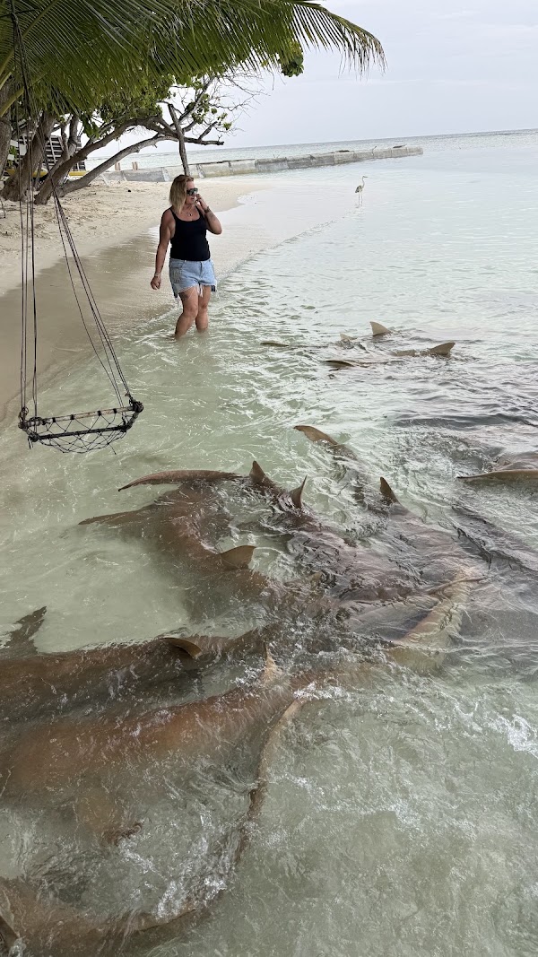 Shark Beach 3