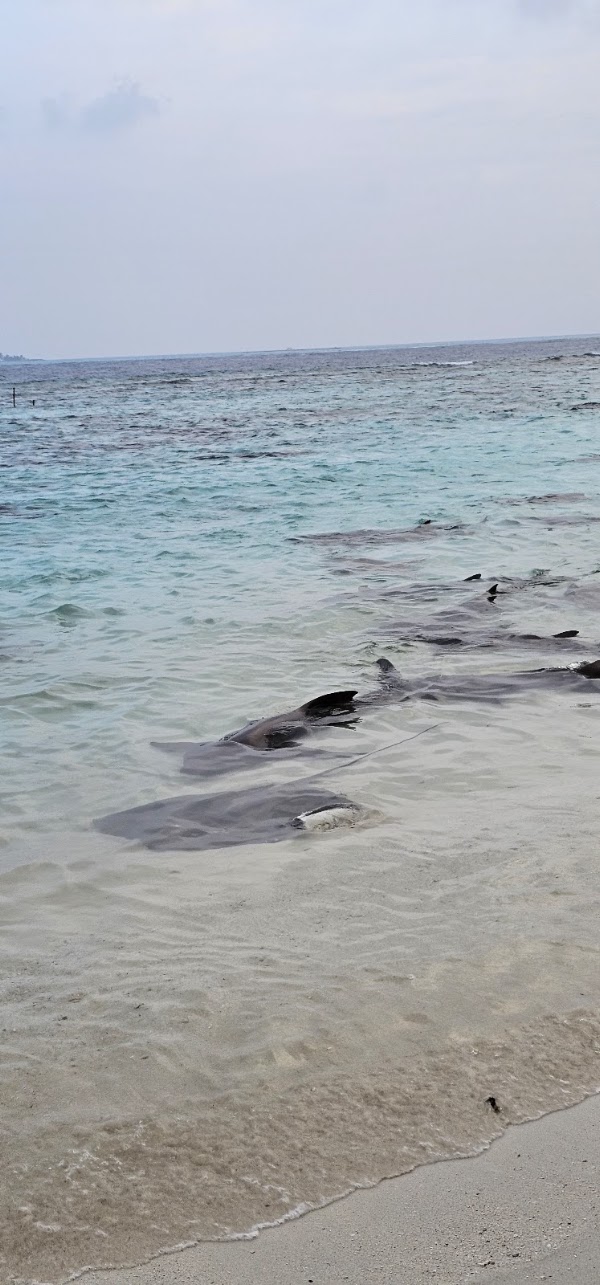 Shark Beach 2