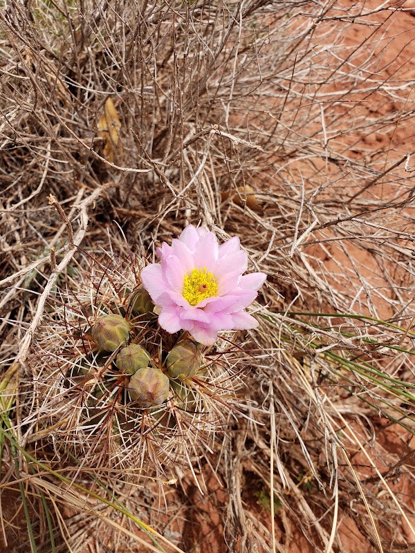 Professor Creek/Mary Jane Canyon 3