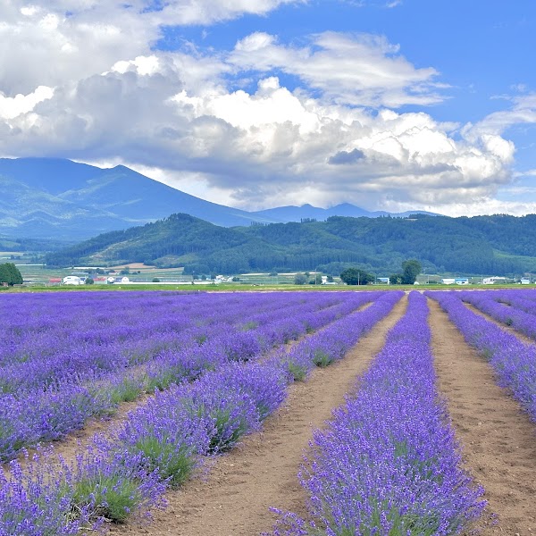 Farm Tomita Lavender East