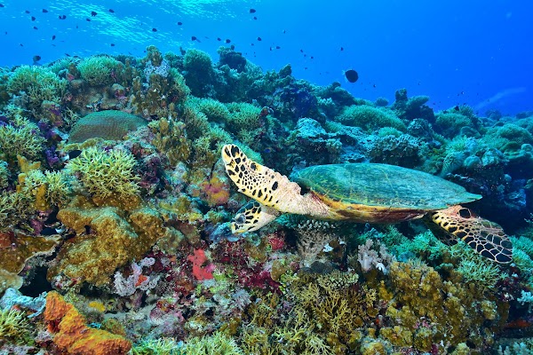 Apo Reef Natural Park 2