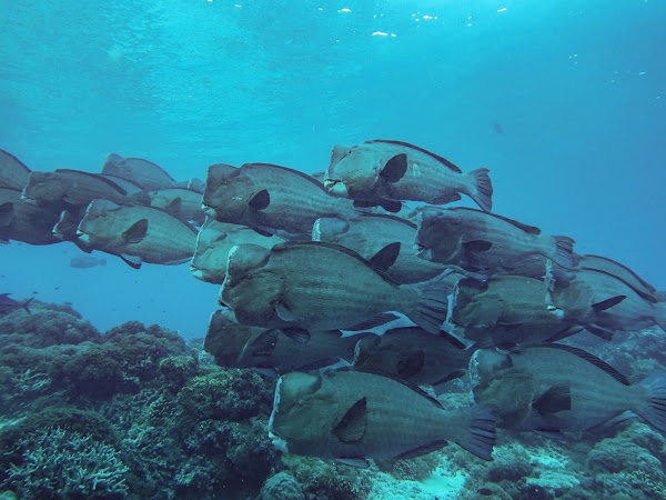 Sipadan Island 4