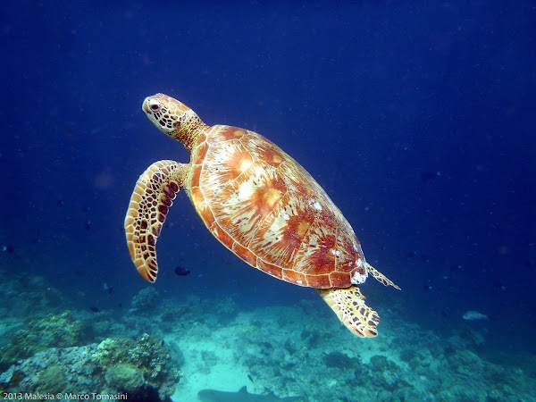 Sipadan Island 3