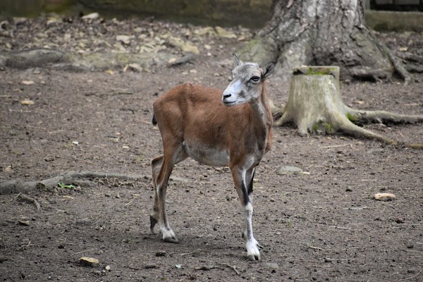 Malá Chuchle zoo