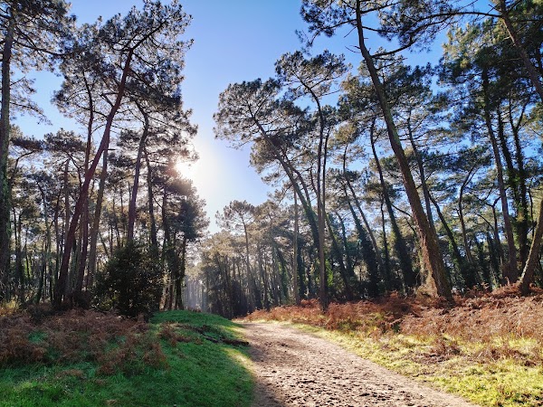 Forêt du Pignada 1