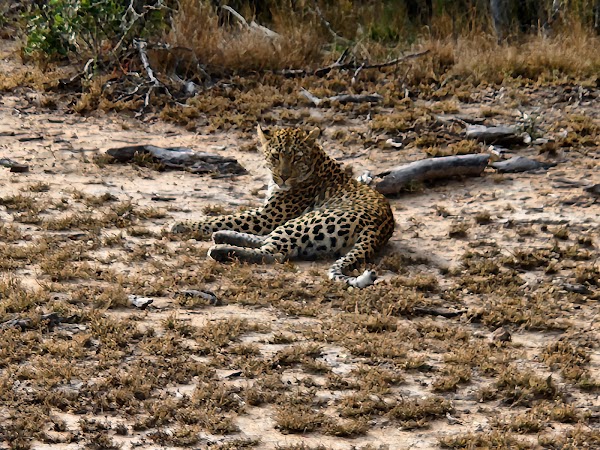 Sabi Sand Nature Reserve