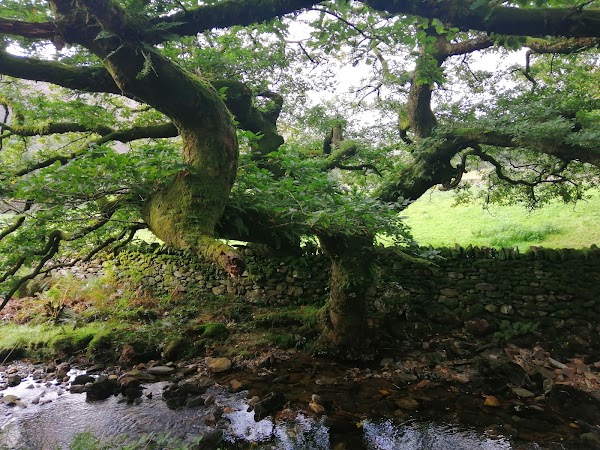 Dinas Emrys 2