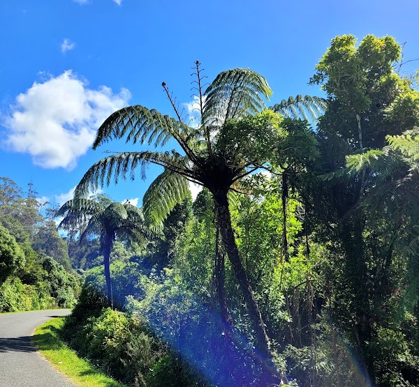 Pakuratahi Forest 1