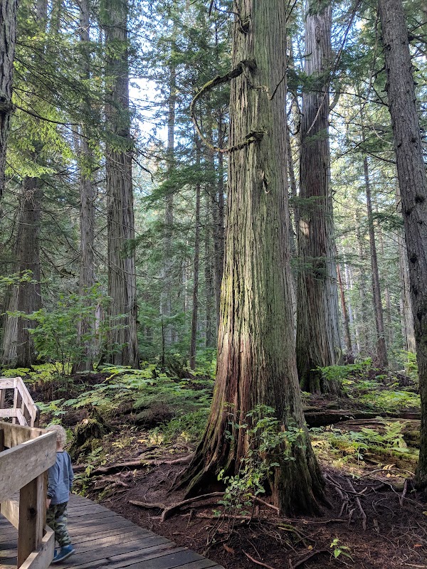 Giant Cedars Boardwalk Trail 5
