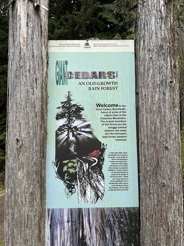 Giant Cedars Boardwalk Trail 4