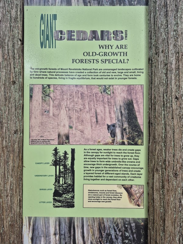 Giant Cedars Boardwalk Trail 2