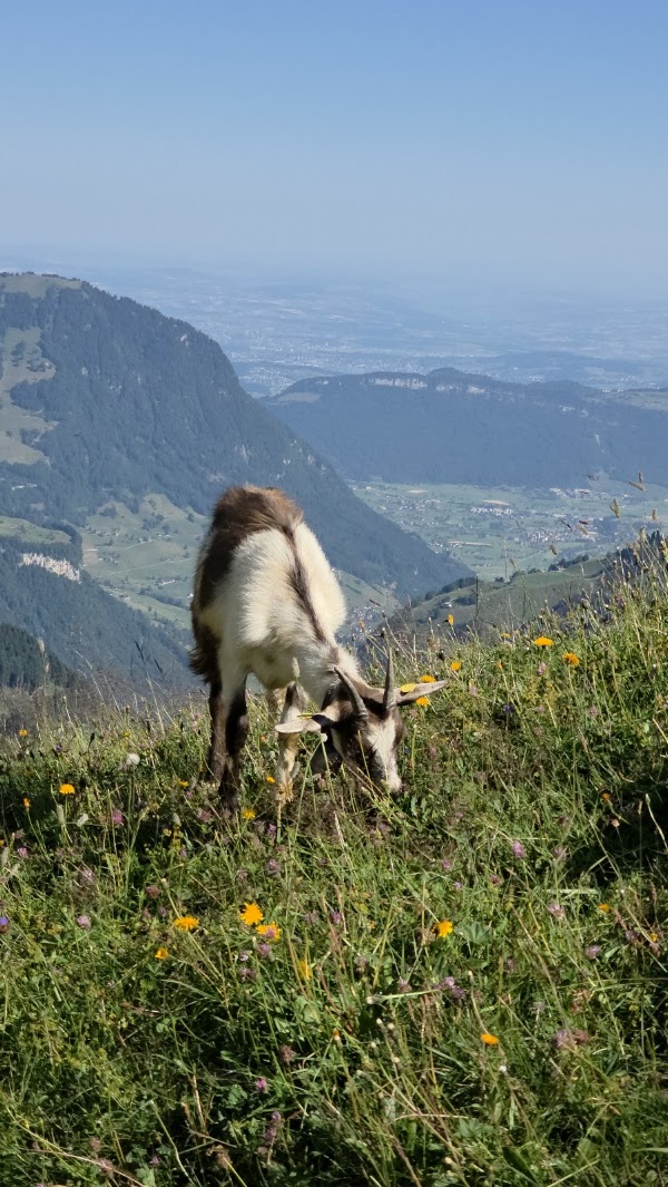 Alp Oberfeld 3