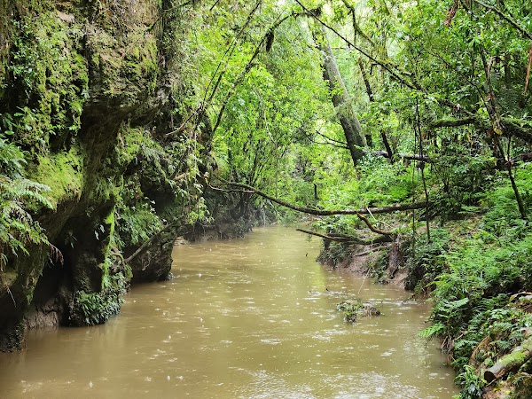 Waitomo Glowworm Caves 4