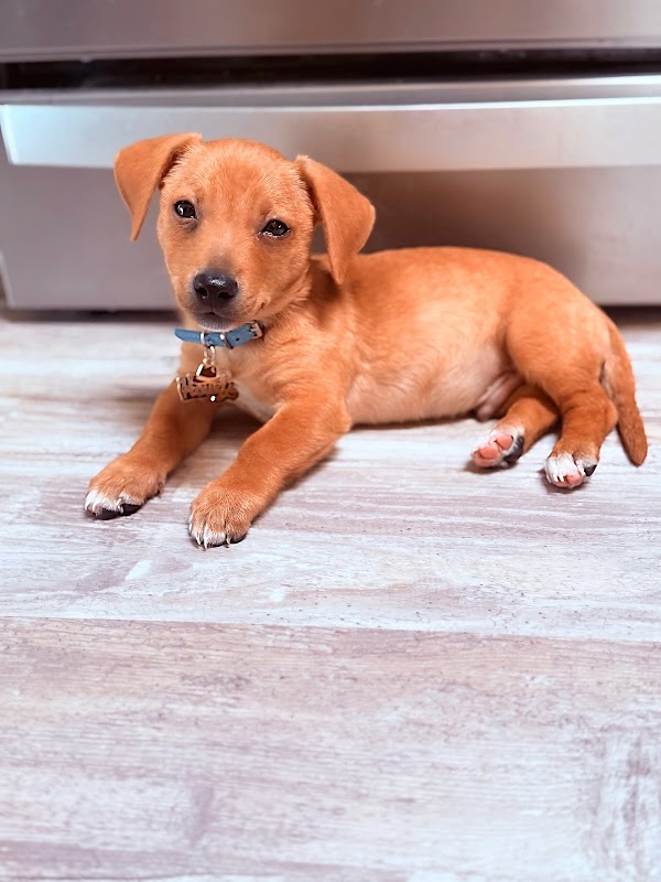 Paws Fur Recovery Dog Rescue