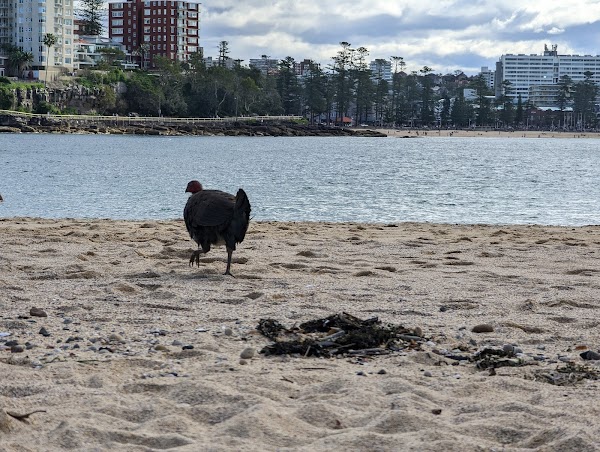 Manly 4