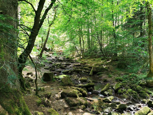 Im Monbachtal 2