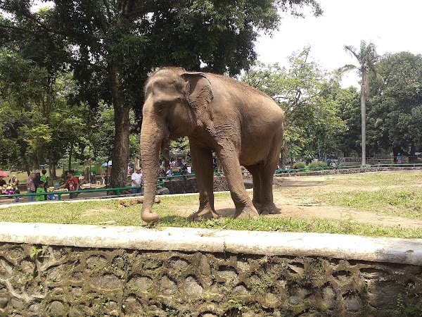 Ragunan Zoo 6