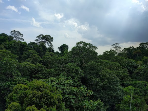 Macritchie Treetop Walk Trailhead 5