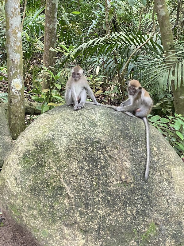 Macritchie Treetop Walk Trailhead 2