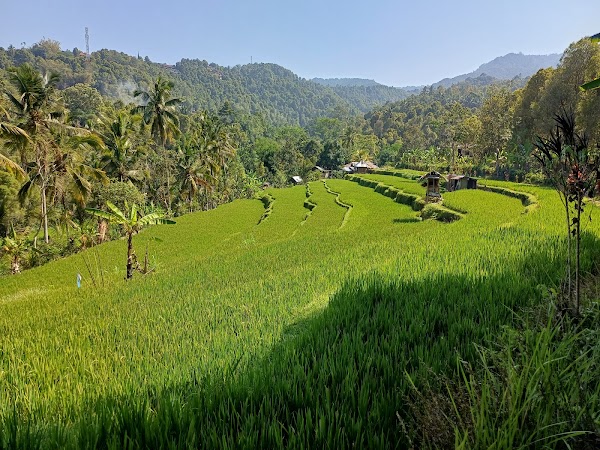Rice Terraces Munduk 1