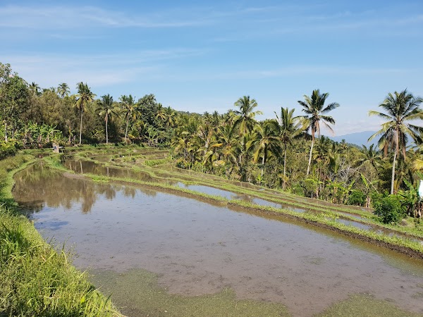 Rice Terraces Munduk 5
