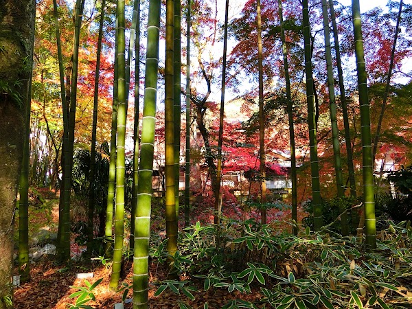 Bamboo Forest Path 2