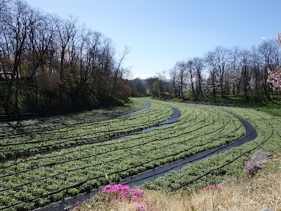 Daio Wasabi Farm 1