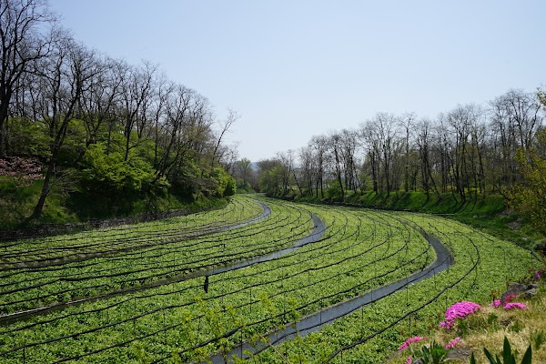Daio Wasabi Farm 4