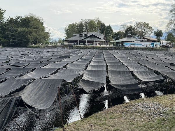 Daio Wasabi Farm 3