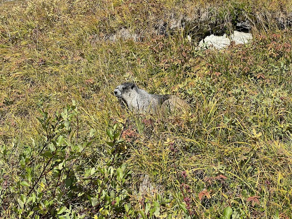 Harding Icefield Trail 2