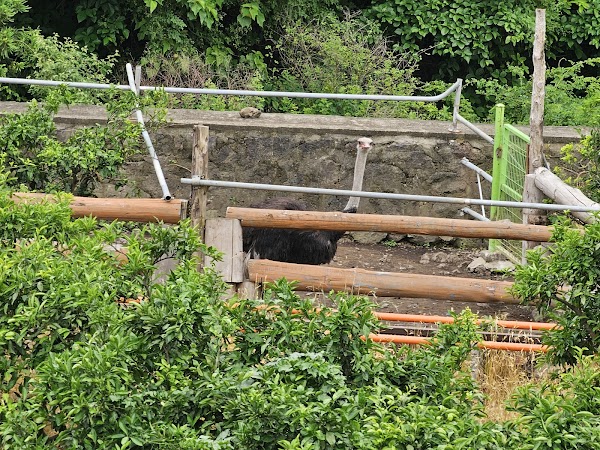 Choenamdan Experience Tangerine Farm 1