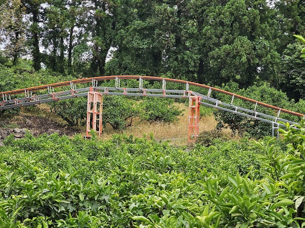 Choenamdan Experience Tangerine Farm 4