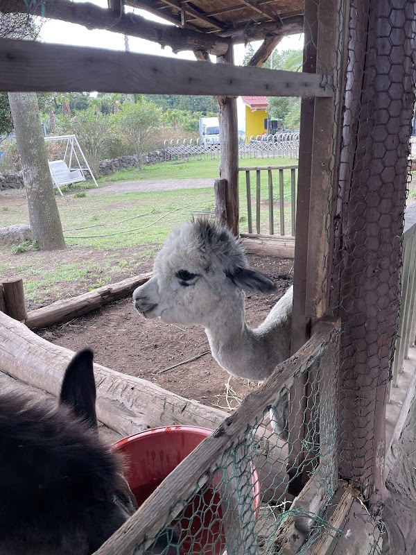 Choenamdan Experience Tangerine Farm 3