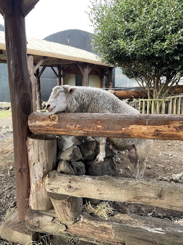 Choenamdan Experience Tangerine Farm 2