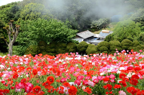 Nokonoshima Island 3
