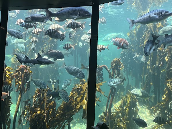 Two Oceans Aquarium 5
