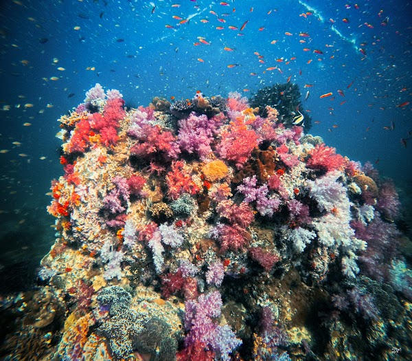 Jabang Dive Site