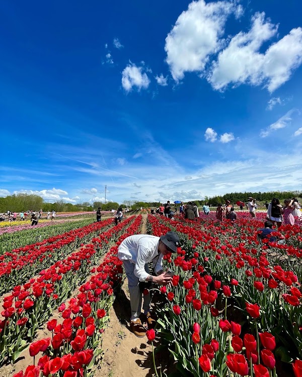 TASC Tulip Festival