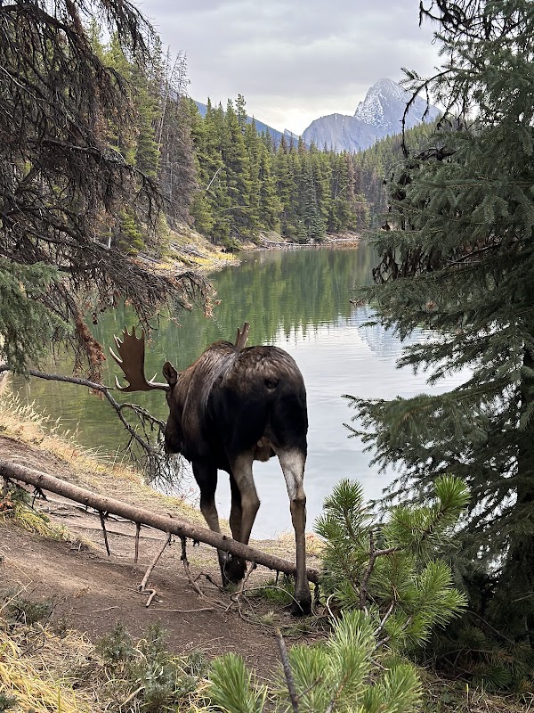Maligne Lake 4