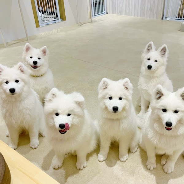 Samoyed Cafe moffu Takeshita street 5