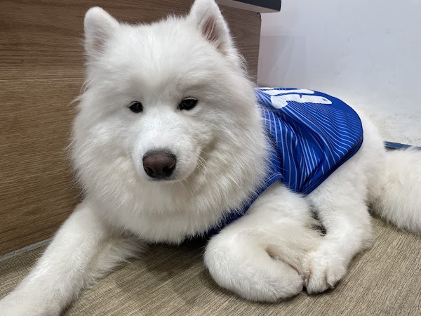 Samoyed Cafe moffu Takeshita street 4